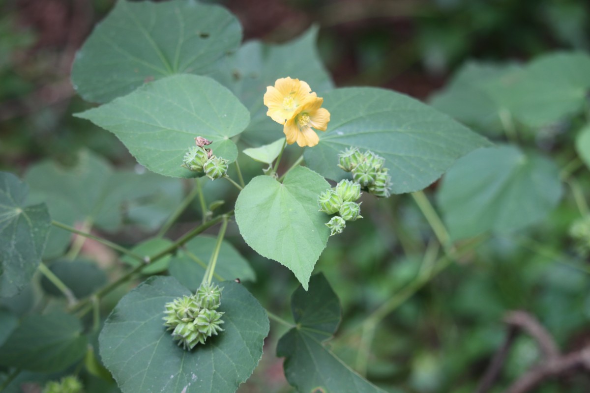 Abutilon subumbellatum Philcox